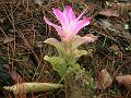 East Indian Arrowroot